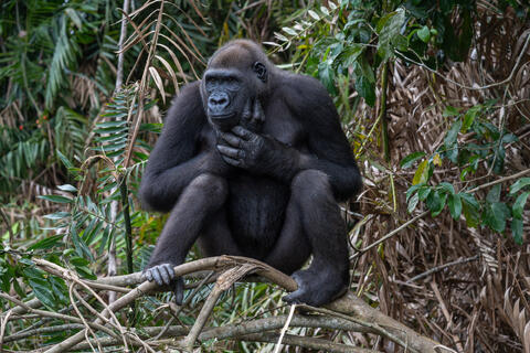 A western lowland gorilla sits on a branch in congo west africa