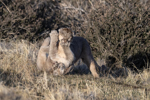 A puma mother and her club play aggressively after she returned from a hunt in Patagonia, Chile, on an Estancia just outside Torres del Paine National Park. 
