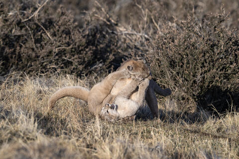 A puma mother and her club play aggressively after she returned from a hunt in Patagonia, Chile, on an Estancia just outside Torres del Paine National Park. 