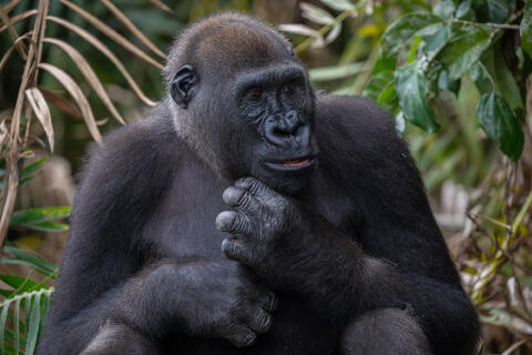A chest view of a male western lowland gorilla in congo, west africa. 