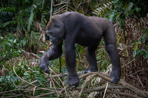 A male western lowland gorilla stands on a branch in congo, west africa. 