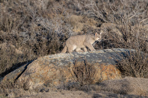 A puma cub emerges from the scrub onto a rock in Patagonia, Chile. 