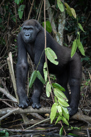A western lowland gorilla male stands on a branch in congo, west africa. 