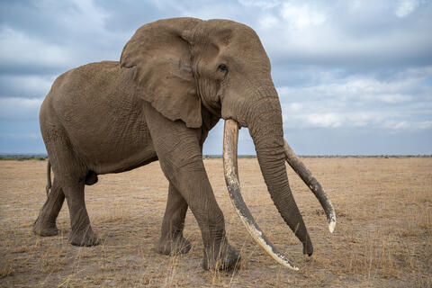 Super Tusker