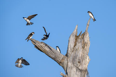 Acrobatic tree swallows circle around, bicker around and fly around an old cypress tree 