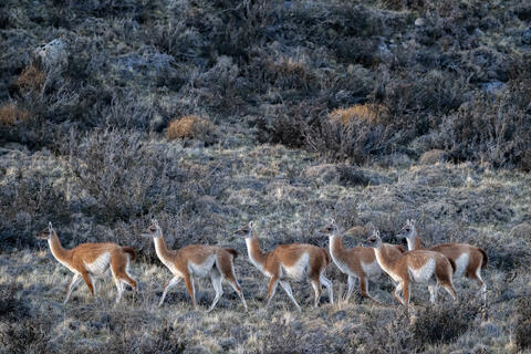 Quanacos queue up as they traverse the steppe in patagonia in torres del paine national park