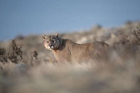 A dominant male puma in Patagonia, Chile looks at the camera and warns the photographer to stay back. 