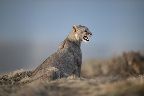 A female puma, or mountain lion, is ready to mate and calls to the male to let him know she is ready and in estrus. 