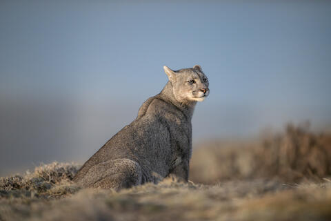 A puma sits and scans the steppe in Patagonia, Chile,  searching for prey. 