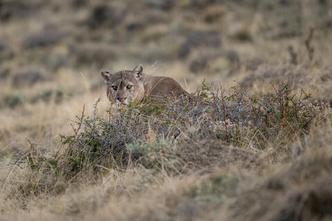A large, male puma leers out from behind a bush, looking off those who approach in Patagonia, Chile. 