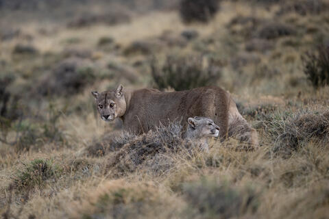 Puma Couple