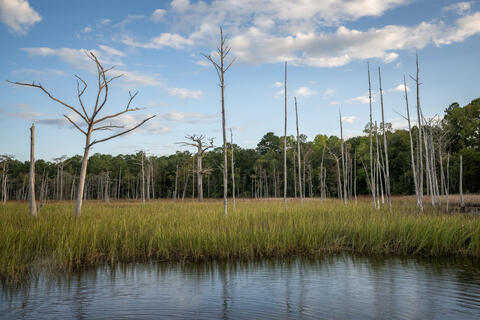 Ghost Forest