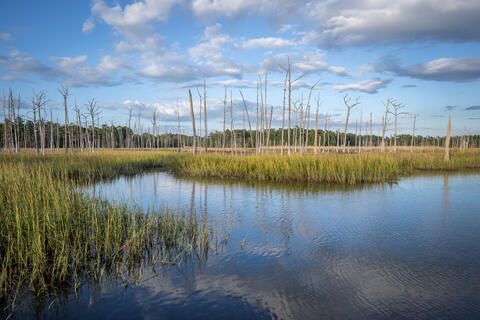 Ghost Forest