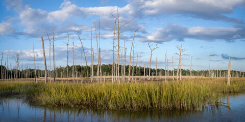 Ghost Forest