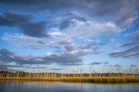 Ghost Forest