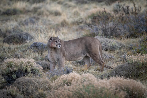 An large, adult male puma with blood on his  check peers back toward his mate in patagonia, Chile near Torres del Paine National Park. 