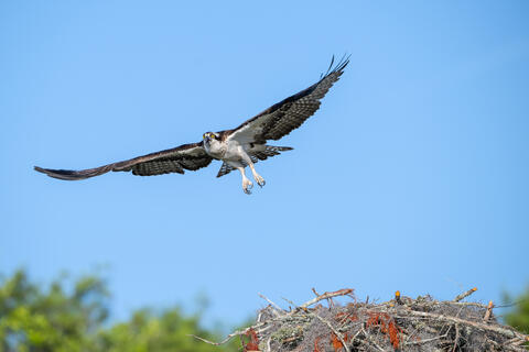 An osprey flies by its nest showing it's talons and keeping a sharp eye on the intruders. 