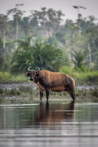 An african forest buffalo stands in the bai of congo, africa with oxpeckers on its back. 