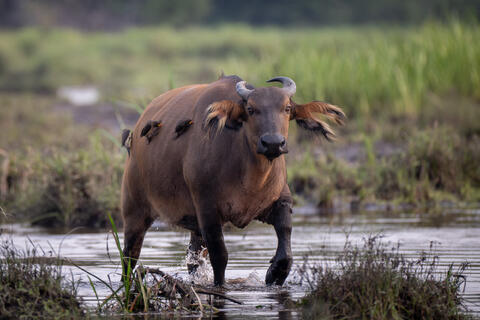 An african forest buffalo stands in the bai of congo, africa with oxpeckers on its back. 