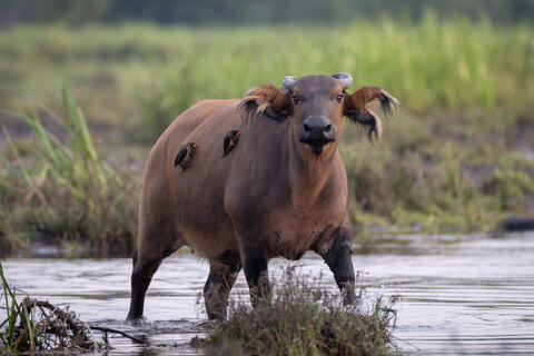An african forest buffalo stands in the bai of congo, africa with oxpeckers on its back. 