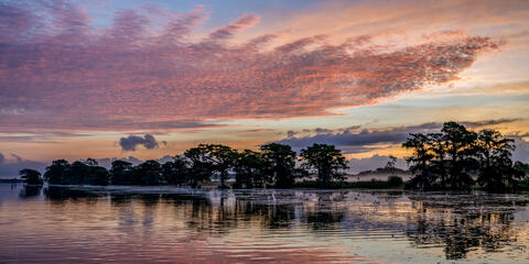 clouds and trees are reflected at dawn on a blackwater river in south Carolina use