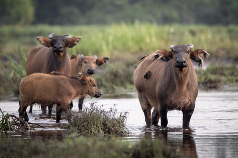 An group of african forest buffalos stand in the bai of congo, africa with oxpeckers on its back. 