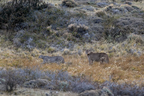 A mating pair of pumas travels along the scrub in Patagonia, Chile near Torres del Paine national park in south America.