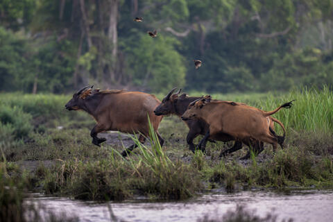 African forest buffalos scramble toward the shelter of the forest at the first sign of danger in a bai in congo, africa.