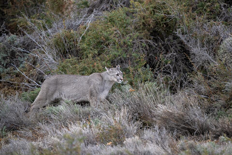 A silver grey female puma walks among the scrub in Patagonia, Chile