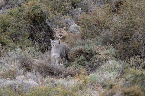 A mating pair of pumas emerges from the bush in Patagonia, Chile near Torres del Paine national park in south America.