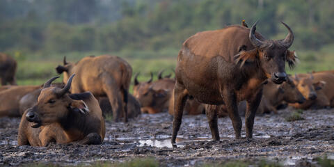 African, forest, buffalo, congo, Africa, bai, rainforest, forest, water, calm, mud, minerals,  Syncerus, caffer, nanus, small...