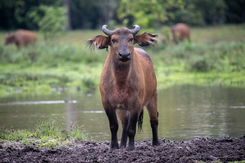 An african forest buffalo stands nicely reflected in the water of a bai in the republic of congo in odwala national park.