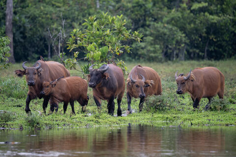 African, forest, buffalo, congo, Africa, bai, rainforest, forest, water, calm, mud, minerals,  Syncerus, caffer, nanus, small...