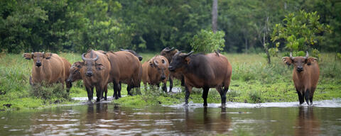 African forest buffalos found in a bai in the republic of congo in odwala national park. 