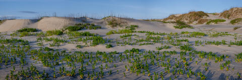 Outer Banks Dunes