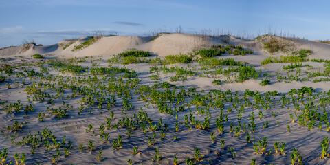 Outer Banks Dunes