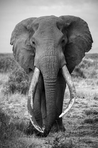Super Tusker Craig