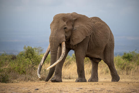 Super Tusker Craig