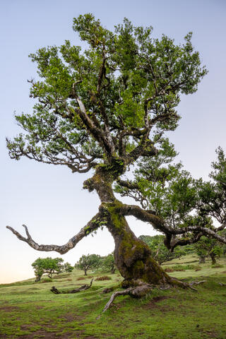 The witch tree is shown in the ancient fanal forest on the island of madeira Portugal in the early morning. 