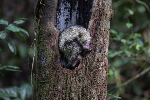 A mexican dwarf porcupine rests during the day in a tree hollow in Costa Rica, central america