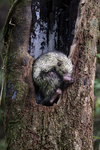 A Mexican hairy dwarf porcupine rest in a tree hollow in Costa Rica, central america