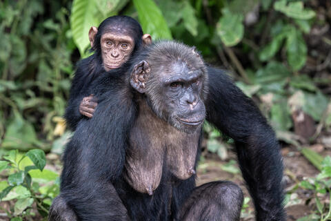 A chimpanzee mother rests on the ground with her baby on her back in Congo, West Africa. 