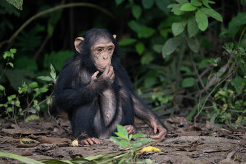 A young chimpanzee looks inquisitively at something that caught its gaze while on the ground in Congo, West Africa. 