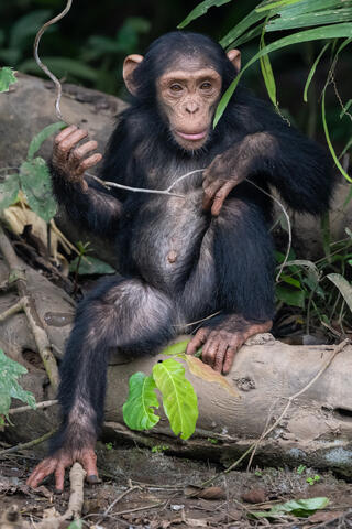 A young chimpanzee plays with a vine and looks at something that caught its gaze in Congo, West Africa. 