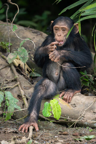 A young chimpanzee plays with a vine and looks at something that caught its gaze in Congo, West Africa. 