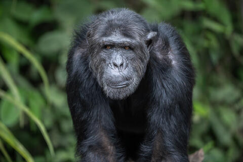 A closeup photo of a chimpanzee showing detail in the features of its face in the Congo, West Africa. 