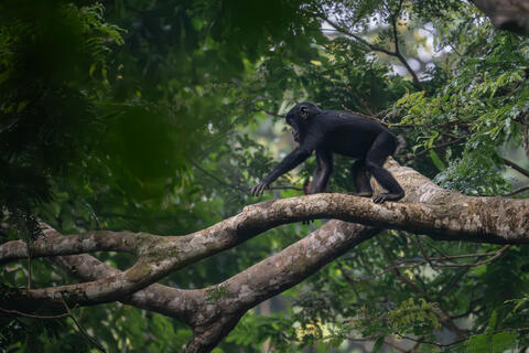 A juvenile bonobo walks adeptly across a tree branch in the DRC, Africa