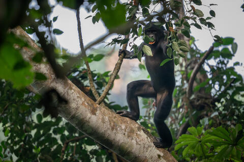 A bonobo in a tree stands and reaches for fruit during an early morning forage in the DRC, Africa.