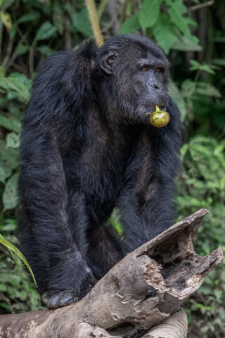 an adult chimpanzee sits on a log with a piece of fruit in its mouth in the Congo, West Africa. 