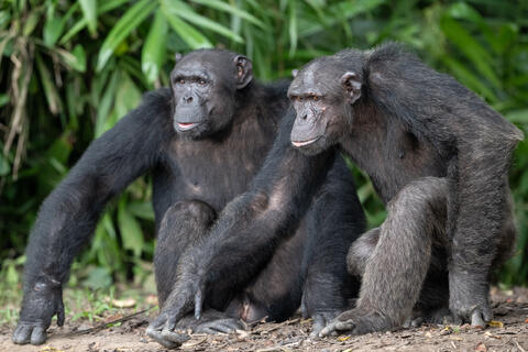 Two chimpanzees sit on the ground and look off in the distance, focused on something that caught thier eyes in the Congo , West Africa. 